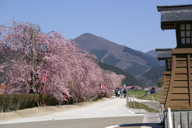 新庄村の枝垂れ桜と笠杖山